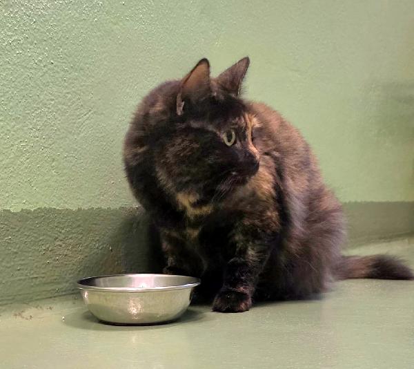 GIGETTA GATTINA TARTARUGA Foto 5